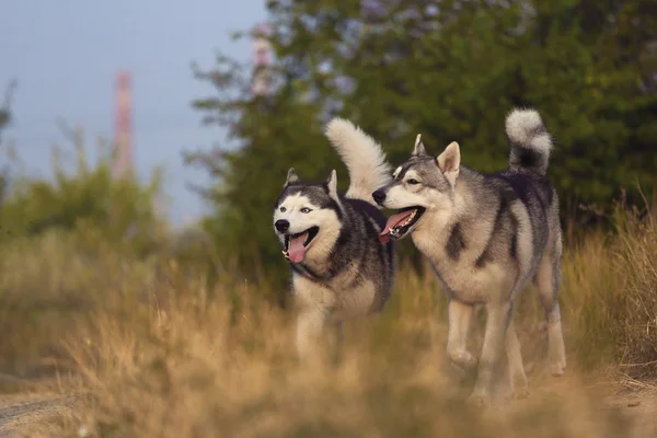 Twee honden plezier spelen. Siberische husky ontsnappen samen. — Stockfoto