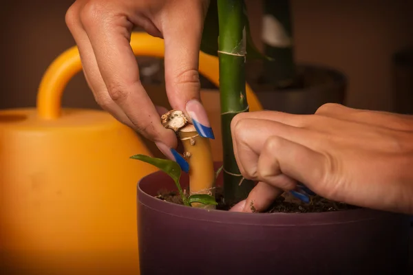 To plant the plant. Transplanting potted plants - dieffenbachia. Replacement land of a house plant in a flowerpot.