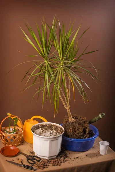 To plant the plant. Transplant potted plant tree dracaena. Replacement land of a house plant in a flowerpot.