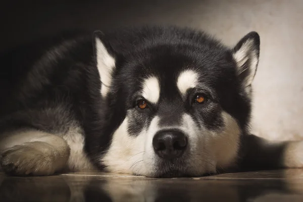 슬픈 개입니다. 바닥에 누워 슬픈 흑인과 백인 알라스카 에스키모 개. — 스톡 사진