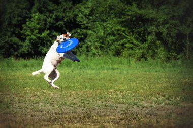 Köpek uçuş plaka yakalar. Jack Russell Terrier ile oyuncular için bir tabak çalış.