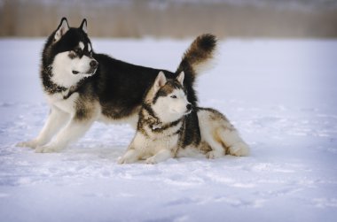 Köpek içinde belgili tanımlık kar. Siyah ve beyaz Alaskan Malamute ve gri Sibirya husky merakla tarafına bakarak kışın, karda.