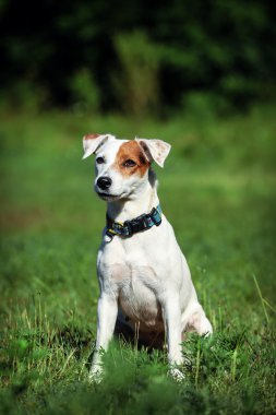 Yeşil çimenlerin üzerinde güneşli havalarda a köpek doğurmak Jack Russell Terrier portresi.