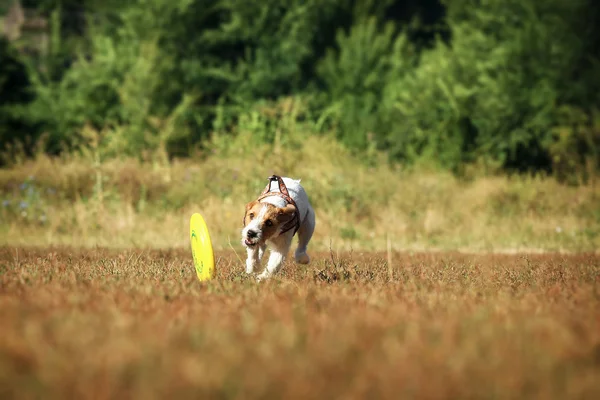 那条狗在中厚板轧制后运行。杰克罗素梗犬在青青的草地在阳光下追逐一个驱动器. — 图库照片