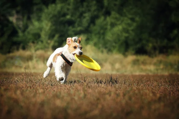 Perro raza Jack Russell Terrier con un tazón para lanzar carreras en la diversión hierba verde . —  Fotos de Stock