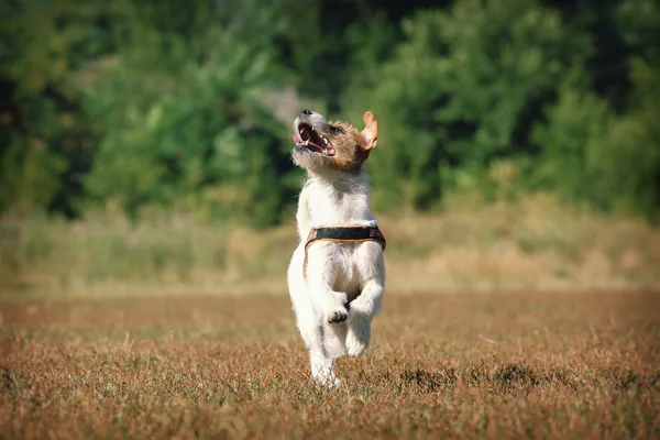Köpek doğurmak Jack Russell Terrier yeşil çim eğlenceli üzerinde çalışan. — Stok fotoğraf