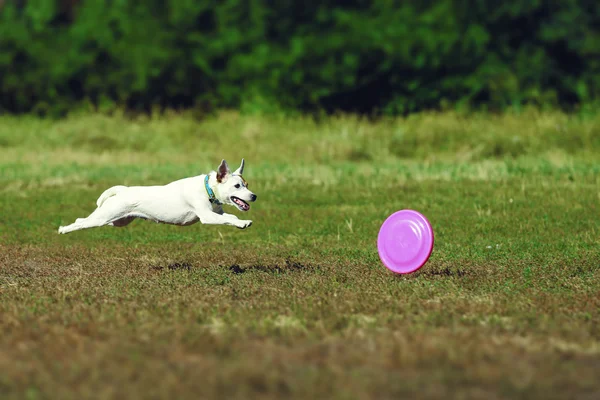 El perro corre después de rodar la placa. Jack Russell Terrier persiguiendo un paseo al sol en la hierba verde . — Foto de Stock