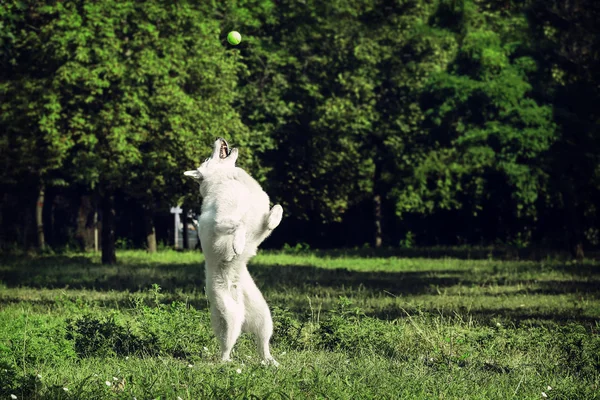 白狗抓住一个靠后腿站着的绿色网球. — 图库照片