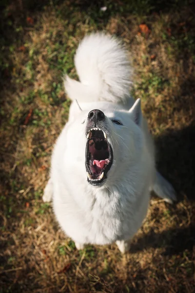 Bílý pes štěká. Pohled shora pes náhubek. — Stock fotografie