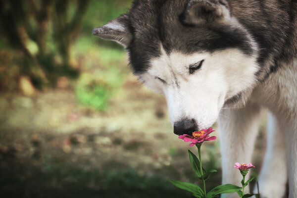 A dog and a flower. Siberian husky sniffing a red flower.