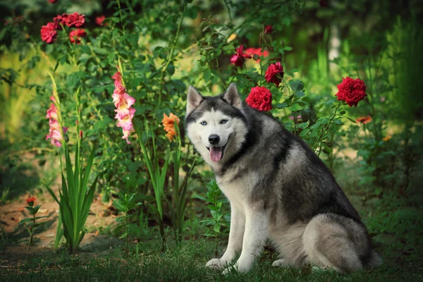 Retrato de cão em flores. Husky siberiano sentado na grama ao lado das flores . — Fotografia de Stock