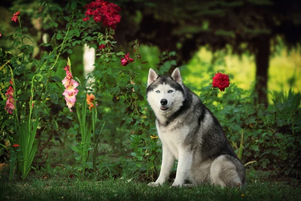 Retrato de cão em flores. Husky siberiano sentado na grama ao lado das flores . — Fotografia de Stock