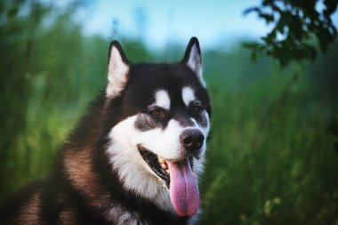 Alaskan Malamute. Siyah-beyaz köpek kahverengi gözleri closeup ile portresi.