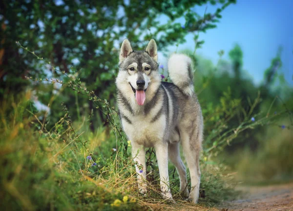 Siberische husky. Grijze hond staat in het bos op het gras met bruine ogen. — Stockfoto