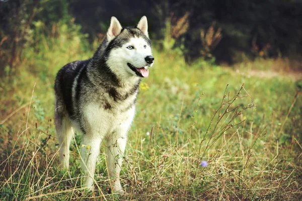 Casca siberiana. O cão está de pé na floresta na grama com olhos azuis . — Fotografia de Stock
