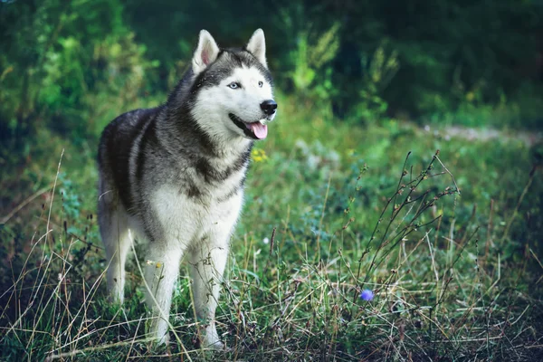 Husky siberiano. El perro está de pie en el bosque en la hierba con los ojos azules . —  Fotos de Stock