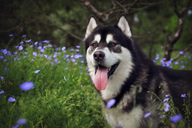 Vaughan yeşil çim ve mavi çiçekler üzerinde köpek portre. Alaskan Malamute doğada.