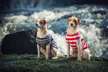 Denizin ortasında bir kayaya oturan iki köpek. Köpek doğurmak Jack Russell Terrier, kıyafetlerini giymiş bir köpek. İki köpek portresi.