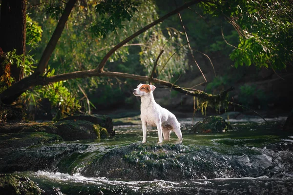 कुत्रा प्रजाती जॅक रसेल टेरियर पाण्याच्या पार्श्वभूमीवर पाण्यावर पोर्ट्रेटसाठी पोझ करते . — स्टॉक फोटो, इमेज