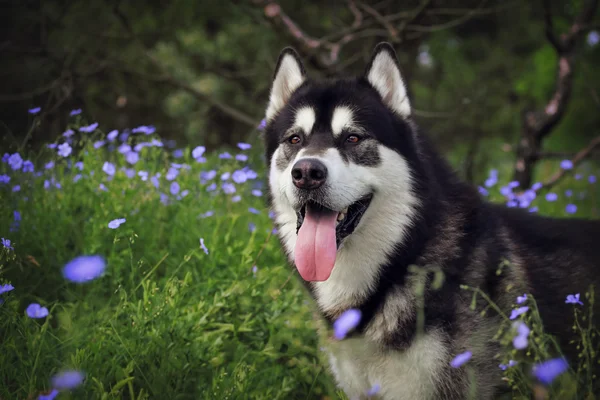 Retrato de cão na grama verde Vaughan e flores azuis. Malamute do Alasca na natureza . — Fotografia de Stock