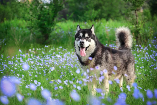 Portret van de hond op Vaughan groen gras en blauwe bloemen. Alaskan Malamute in de natuur. — Stockfoto