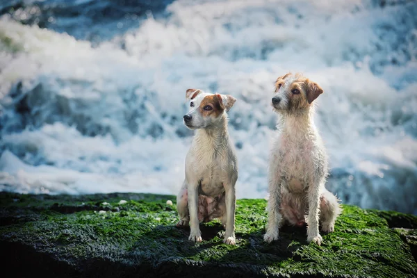 在瀑布的背景中的三条狗的肖像。狗品种哈士奇和杰克罗素梗犬坐和躺在岩石上附近的水. — 图库照片