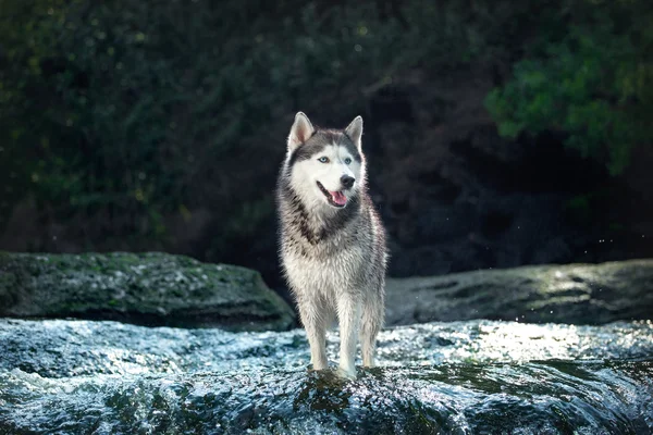 Retrato de tres perros en el fondo de una cascada. Perro crianza Siberian husky y Jack Russell Terrier sentado y acostado en rocas cerca del agua . — Foto de Stock