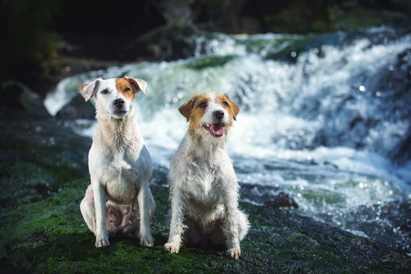 两只狗坐在一块岩石在水中。杰克罗素梗犬犬种的肖像. — 图库照片