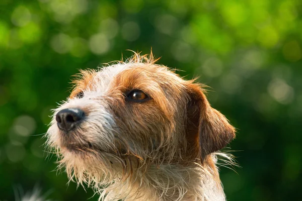 हिरव्या पानांच्या पार्श्वभूमीवर कुत्र्याचे पोर्ट्रेट, बंद-अप. हेड डॉग प्रजाती जॅक रसेल टेरियर निसर्गावर पोर्ट्रेट . — स्टॉक फोटो, इमेज
