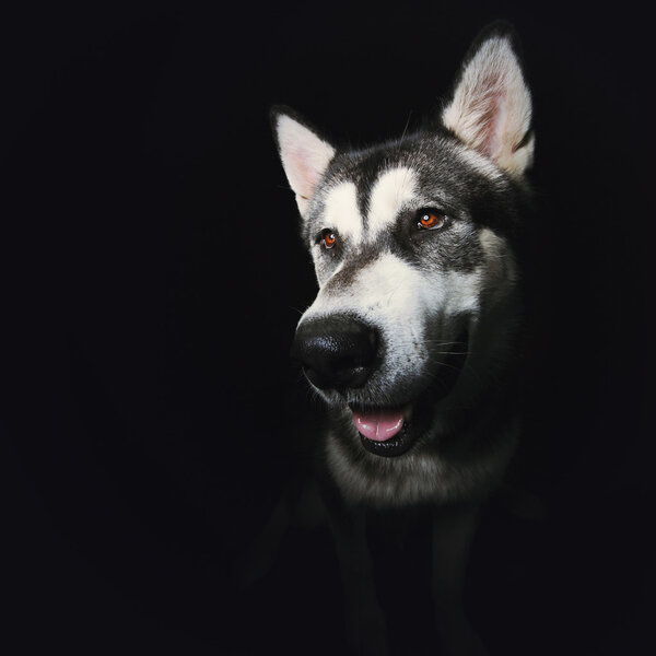 Dog portrait on a black background. Head Alaskan Malamute with brown eyes, portrait in the Studio.