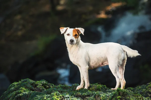 パーソン ・ ラッセル ・ テリアの犬の肖像画. — ストック写真