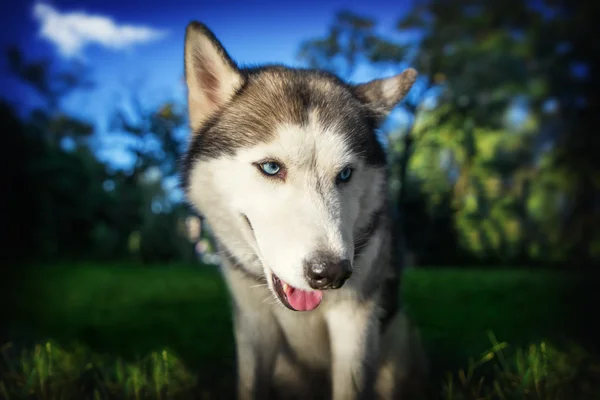 Zábava pes portrét. Sibiřský husky s modrýma očima. — Stock fotografie