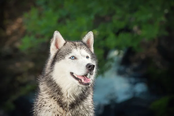 Portrait of a Siberian husky. — Stock Photo, Image