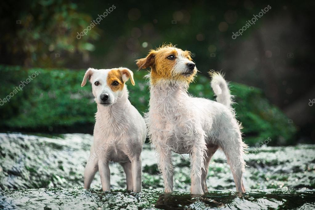 Deux Chiens Dans Leau Portrait De Chien De Race Le Parson