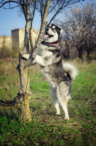 The dog stands on its hind legs. — Stock Photo, Image