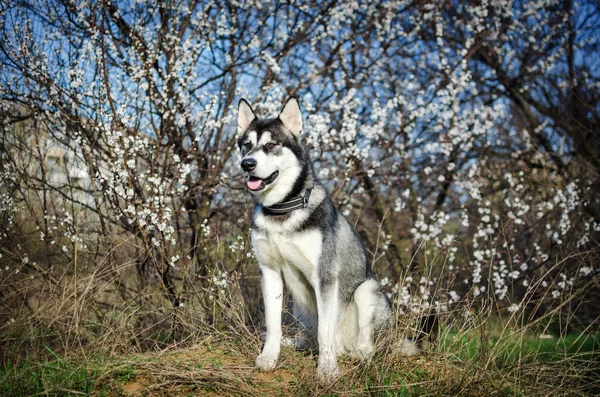 Retrato de cães árvore floral. Retrato de Malamute do Alasca . — Fotografia de Stock