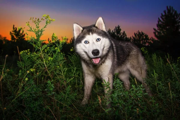 Qué perro más gracioso. Husky siberiano al amanecer del día . — Foto de Stock