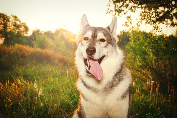 Il ritratto del cane. husky siberiano all'alba . — Foto Stock