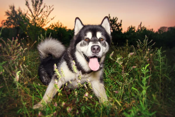 De hond portret. Alaskan Malamute in het bos. — Stockfoto