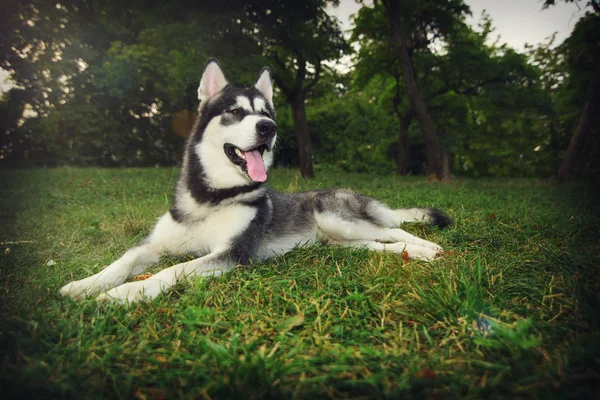 Il ritratto del cane. Alaskan Malamute nel bosco . — Foto Stock