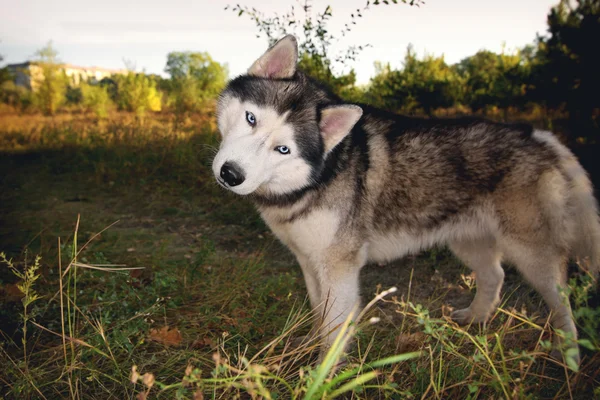 Grappige portret van een hond. De Siberische husky is mooi. — Stockfoto