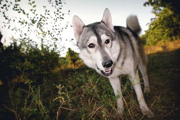 Забавный портрет собаки. Сибирская хаски прекрасна. . — стоковое фото