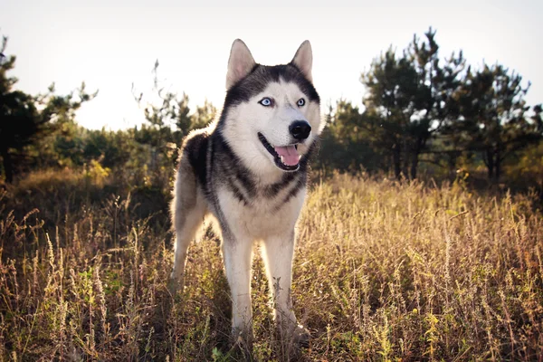 Pes portrét na úsvitu dne. Sibiřský husky je krásná. — Stock fotografie
