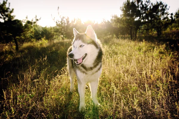 Ritratto di cane all'alba del giorno. Il husky siberiano è bello . — Foto Stock