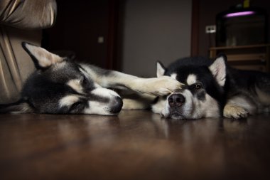 İki köpek yere yat. Alaskan Malamute dinlenme.