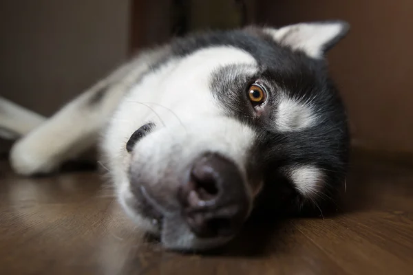 El perro gracioso yace en el suelo. Blanco y negro Alaska Malamute con una nariz a la cámara . — Foto de Stock