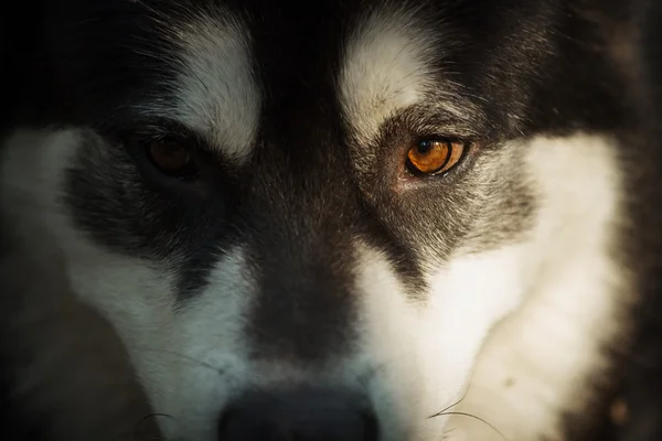 Ojos marrones del perro . —  Fotos de Stock