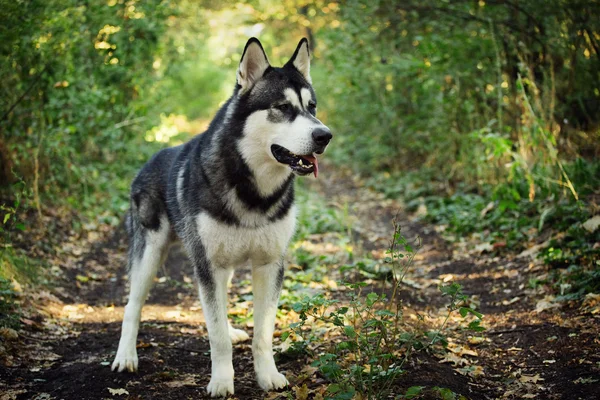 O cão é lindo. Alaska Malmuth em pé na floresta . — Fotografia de Stock