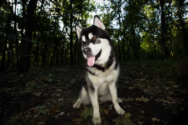 재미 있은 개 앉아. Malamute 알래스카 품종. — 스톡 사진