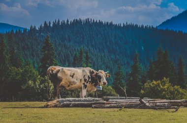 Glade Karpat Dağları'nda